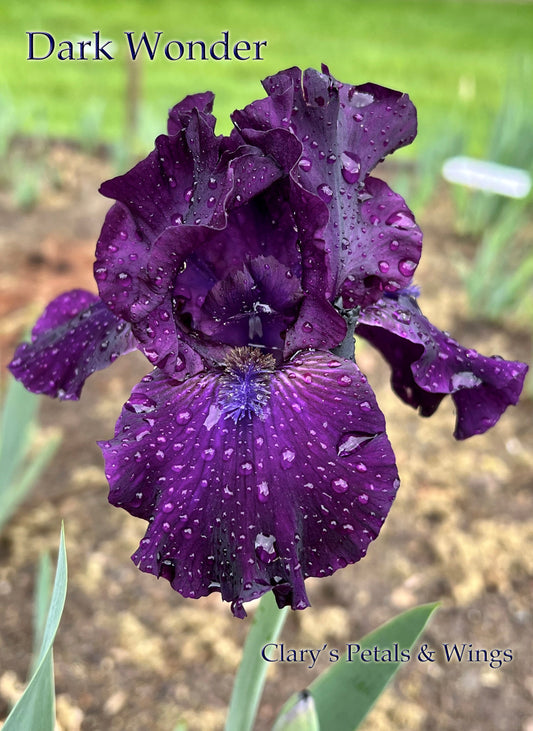 DARK WONDER - 2012 - BB - Fragrant