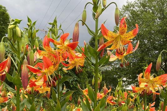 Lilium 'Fusion' 3 bulbs