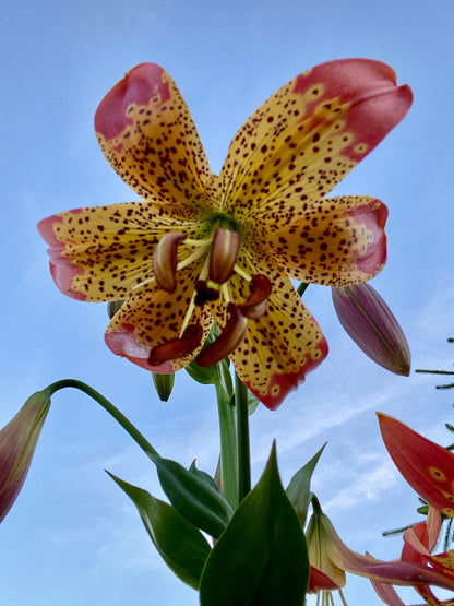 Lilium 'Fusion' 3 bulbs