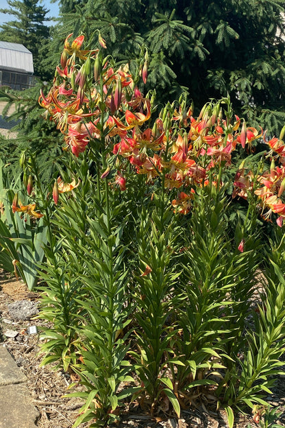 Lilium 'Fusion' 3 bulbs