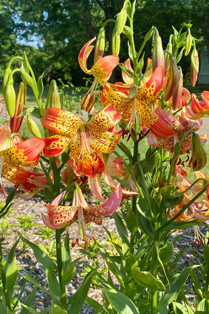 Lilium 'Fusion' 3 bulbs