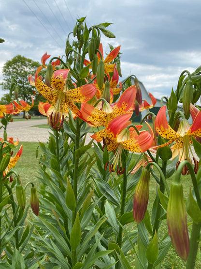 Lilium 'Fusion' 3 bulbs