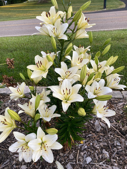 Lilium 'Courier' - LA Hybrid - one large bulb