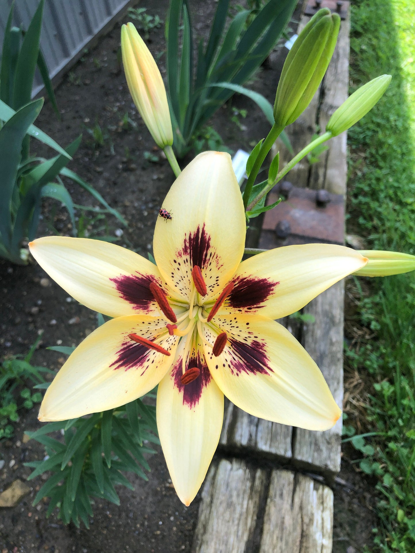 Lilium 'Moon Baby' 5 large/sm and med size bulbs