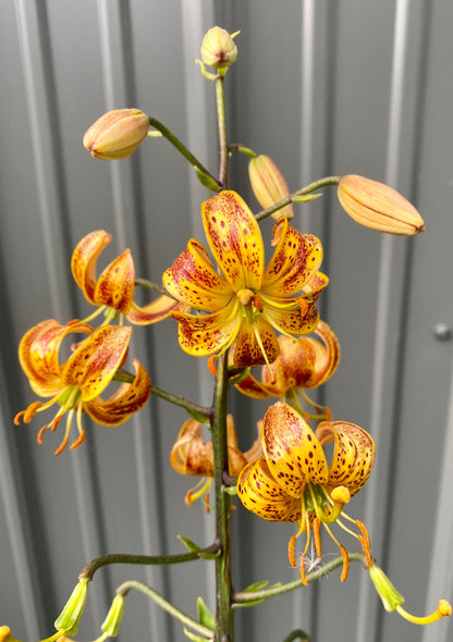 Lilium 'Sunny Morning' - Martagon Lily - 3 bulbs