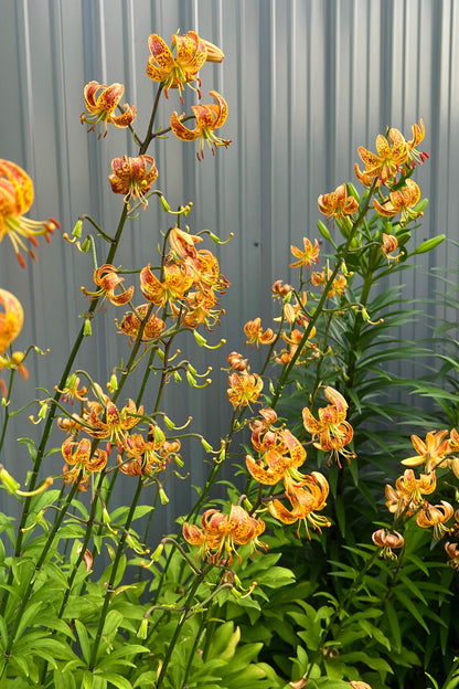 Lilium 'Sunny Morning' - Martagon Lily - 3 bulbs