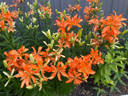 Lilium 'Must See' - Double Asiatic Lily - 3 bulbs - NO POLLEN