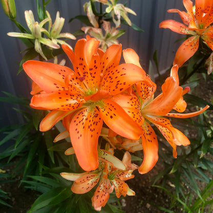 asiatic orange lily bulbs Lilium 'Must See' - Double Asiatic Lily - 3 bulbs