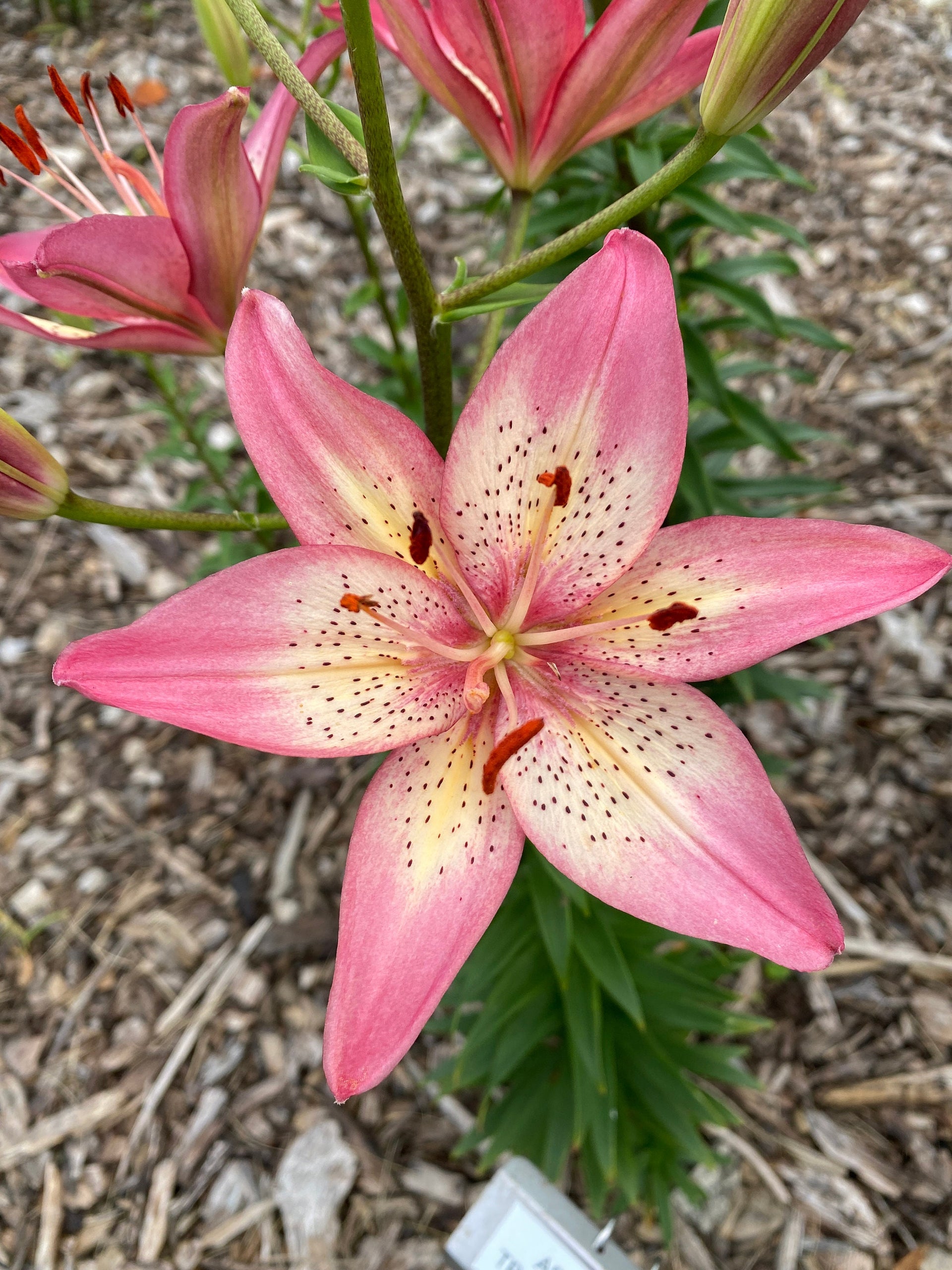 trogon asiatic lily Lilium 'Trogon' 1 large bulb