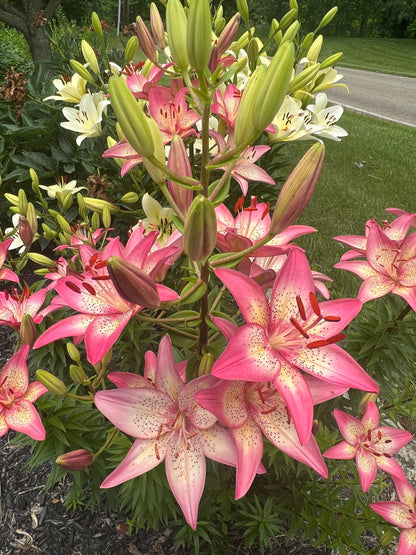 Lilium 'Trogon' 1 large bulb