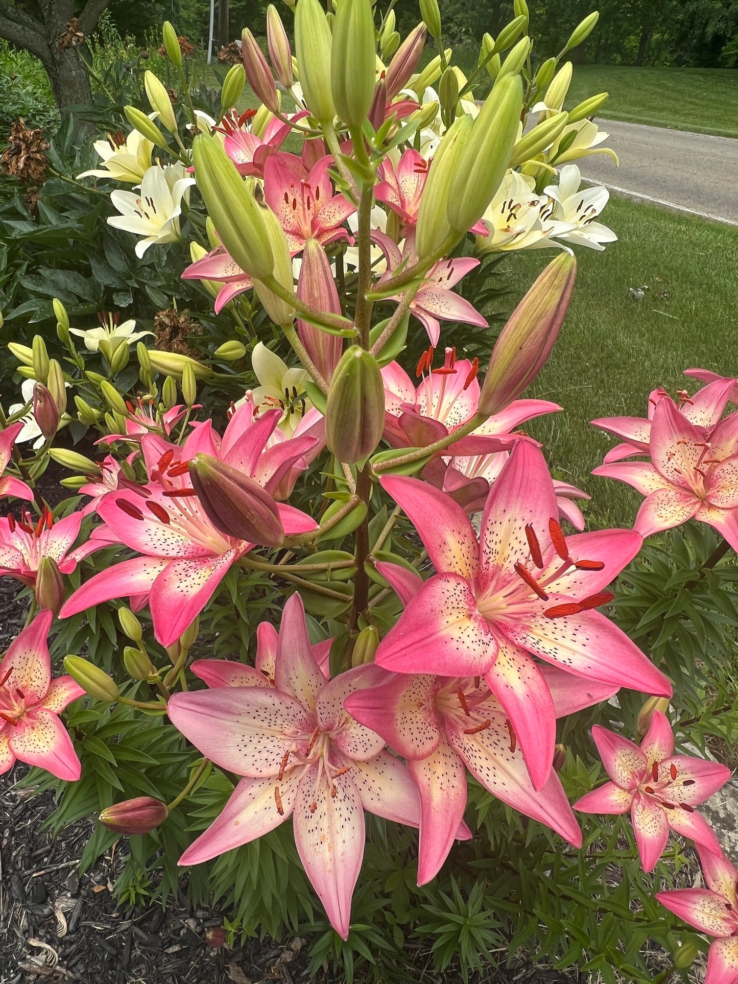 Lilium 'Trogon' 3 sm/med size bulbs