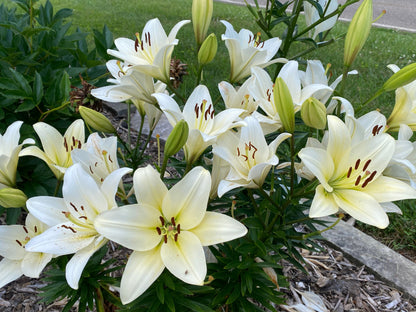 Lilium 'Courier' - LA Hybrid - one large bulb