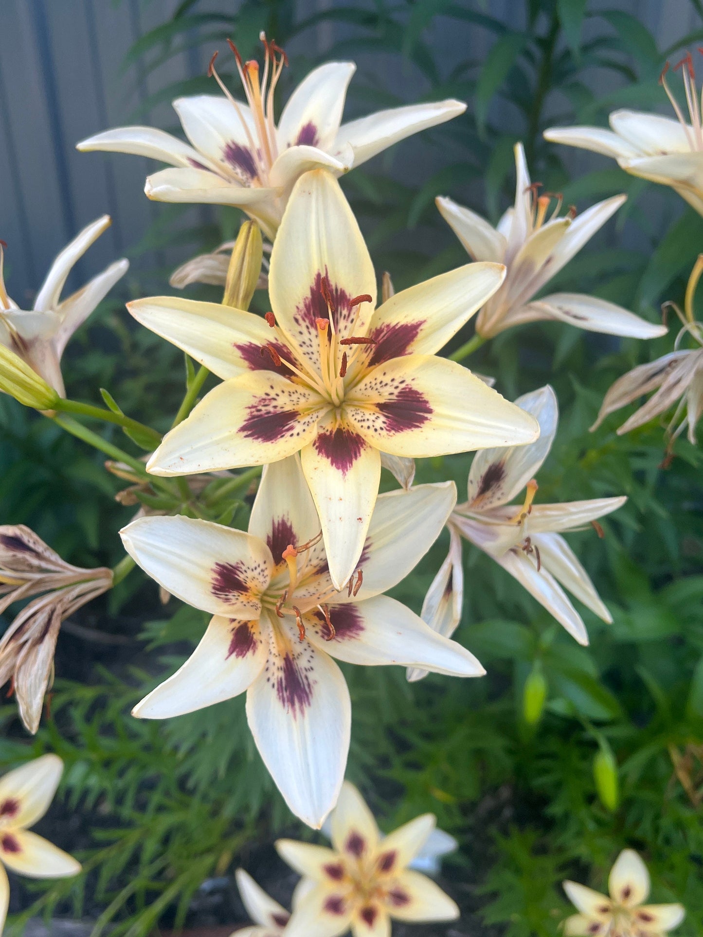 Lilium 'Moon Baby' 5 large/sm and med size bulbs