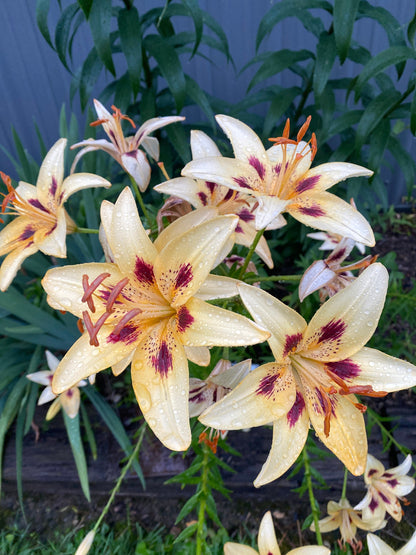 Lilium 'Moon Baby' 5 large/sm and med size bulbs