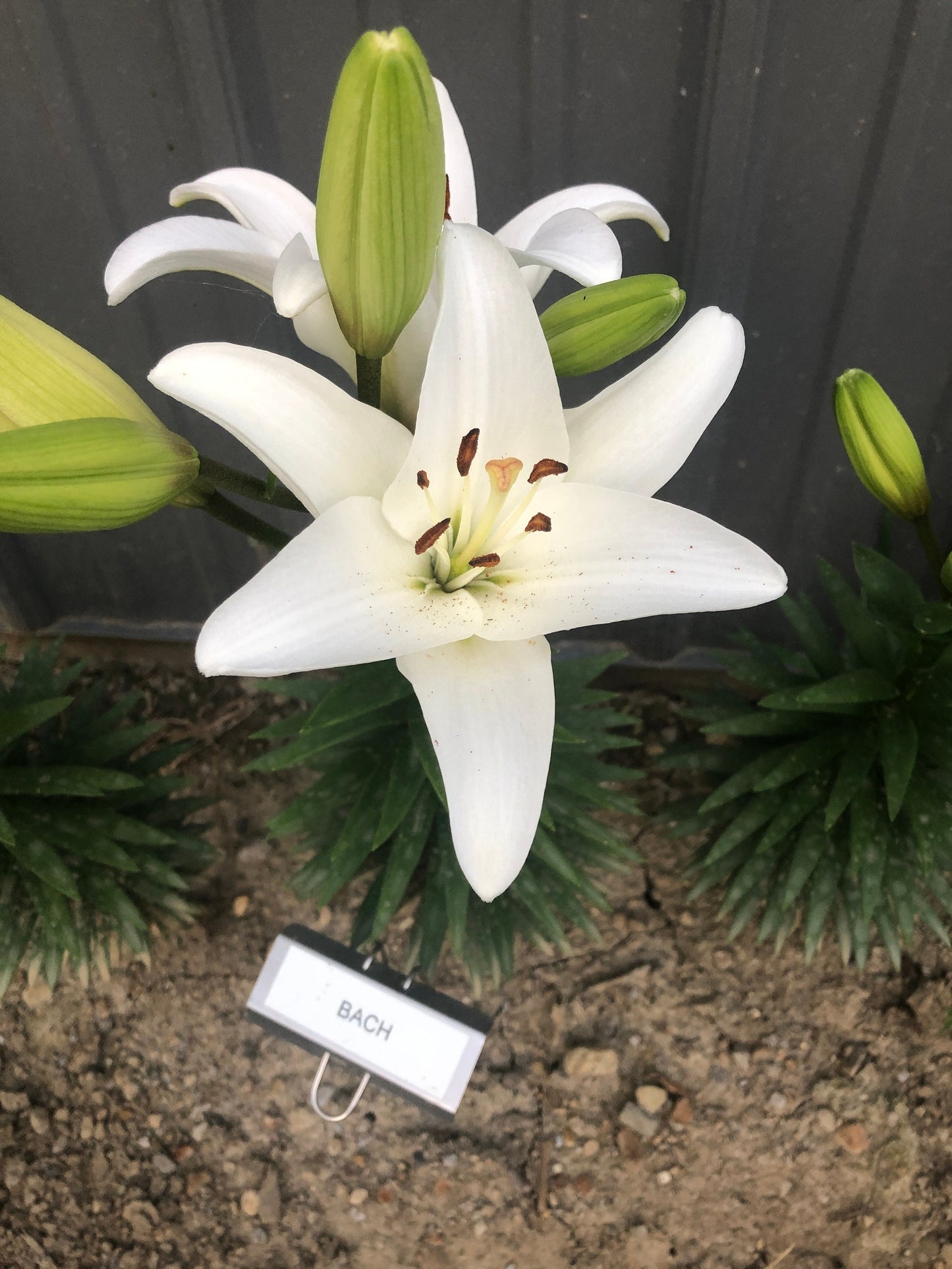 Lilium 'BACH' 3 bulbs