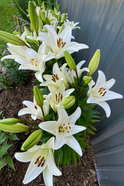 Lilium 'BACH' 3 bulbs