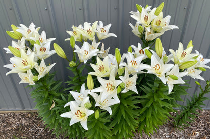 Lilium 'BACH' 3 bulbs