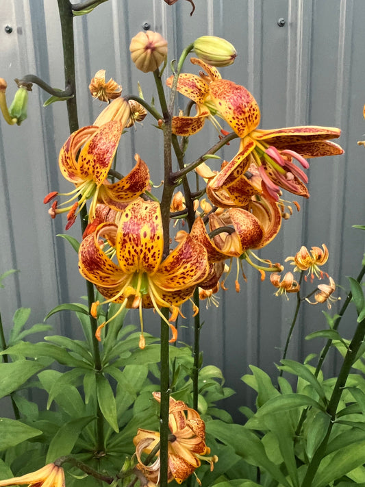 Lilium 'Sunny Morning' - Martagon Lily - 3 bulbs