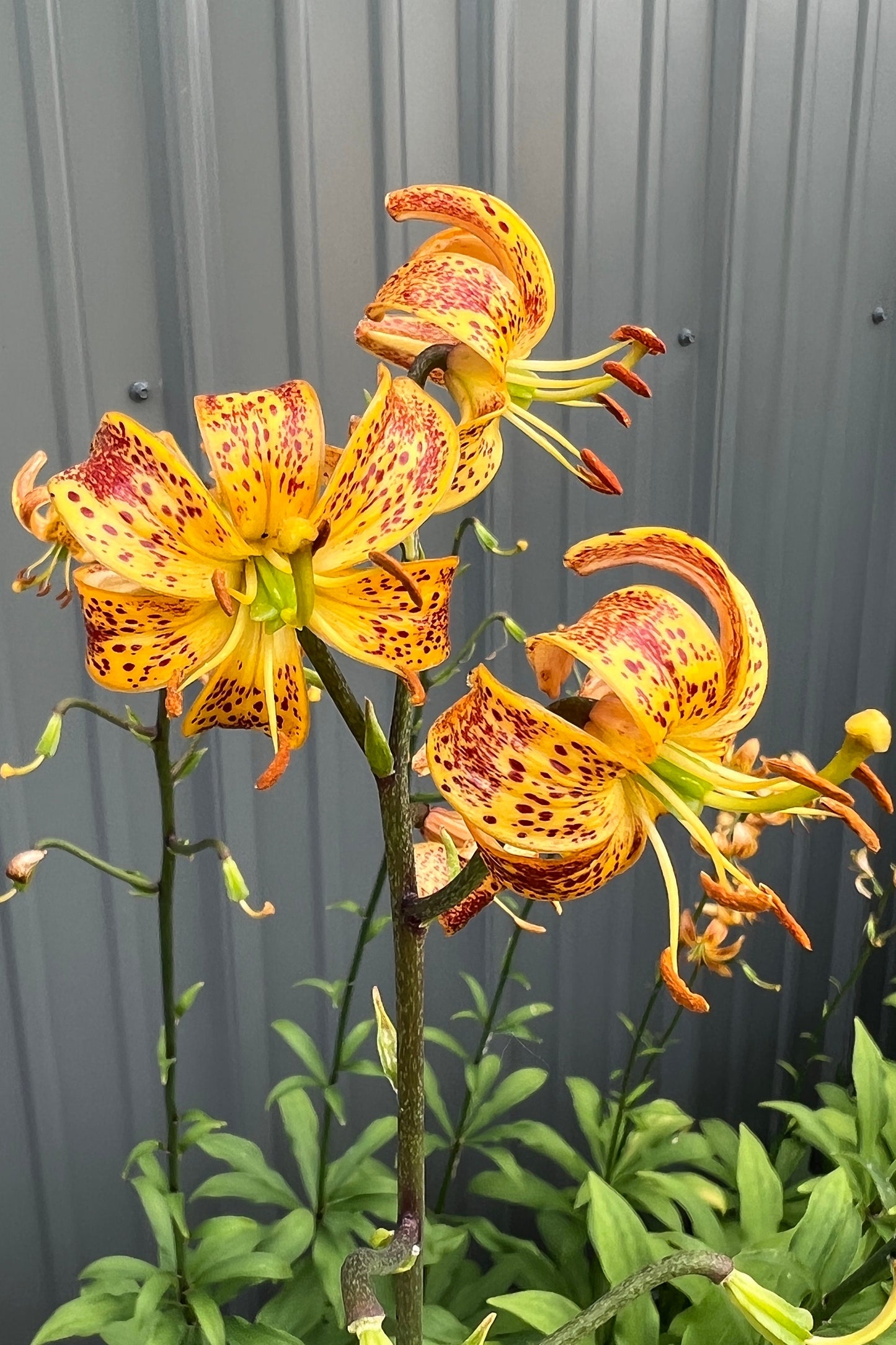 Lilium 'Sunny Morning' - Martagon Lily - 3 bulbs