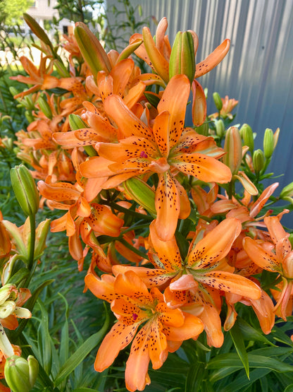 Lilium 'Must See' - Double Asiatic Lily - 3 bulbs - NO POLLEN