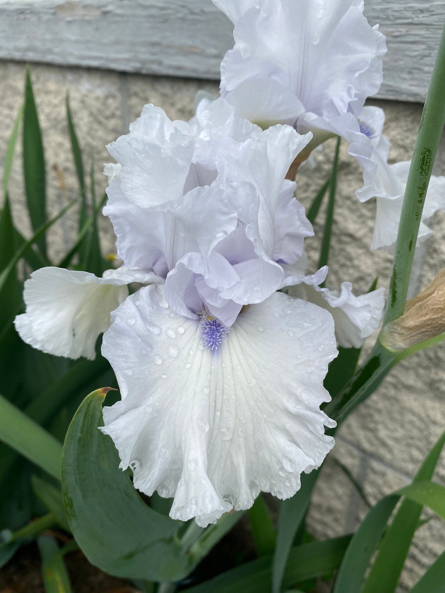 ARCTIC CHILL - 2020  Tall Bearded Iris