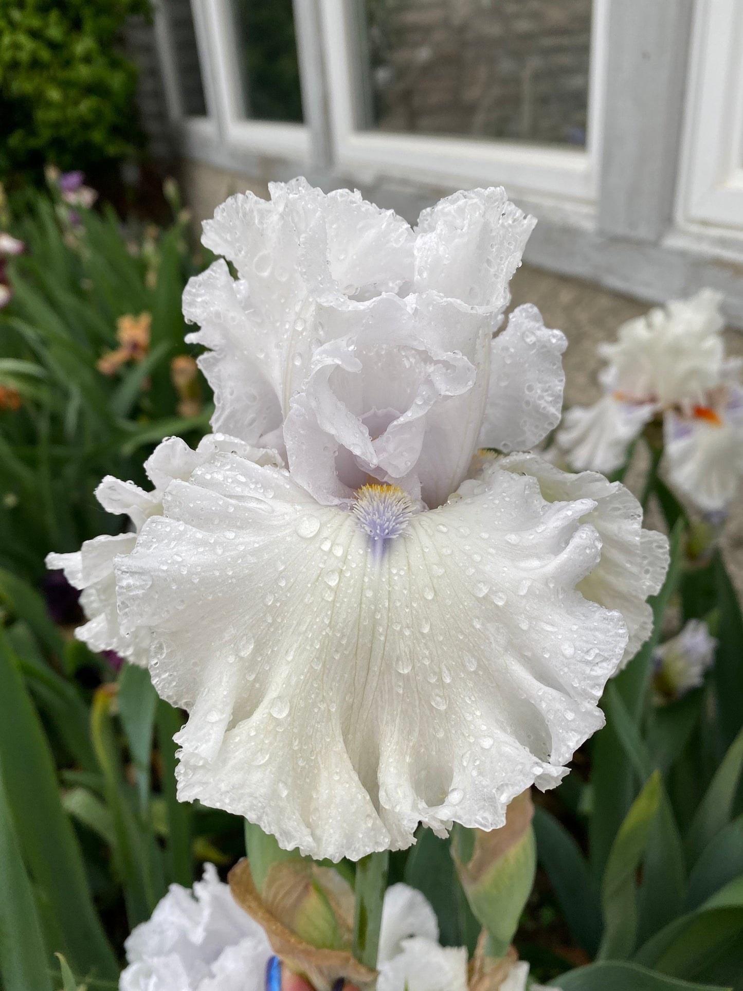 ARCTIC CHILL - 2020  Tall Bearded Iris