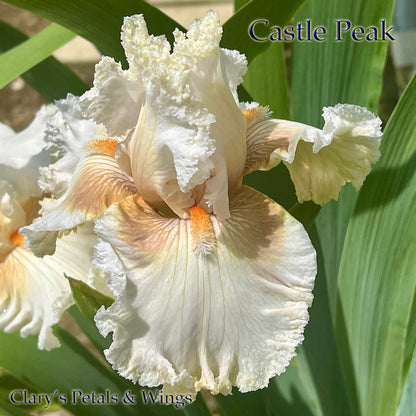 CASTLE PEAK - 2021 Tall Bearded Iris - Fragrant