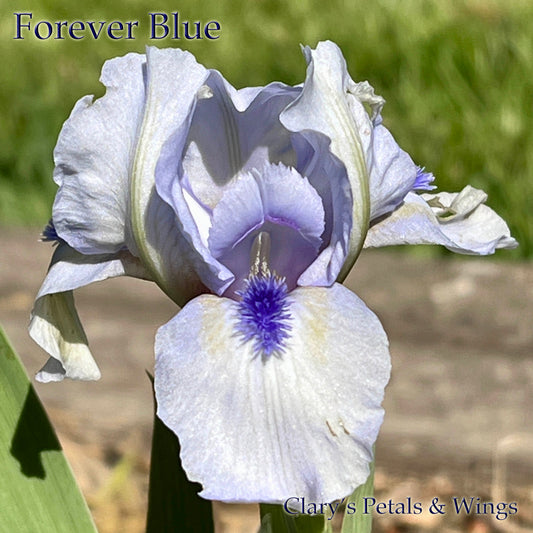 FOREVER BLUE - 1997 Standard Dwarf Bearded Iris - Award Winner - reblooming