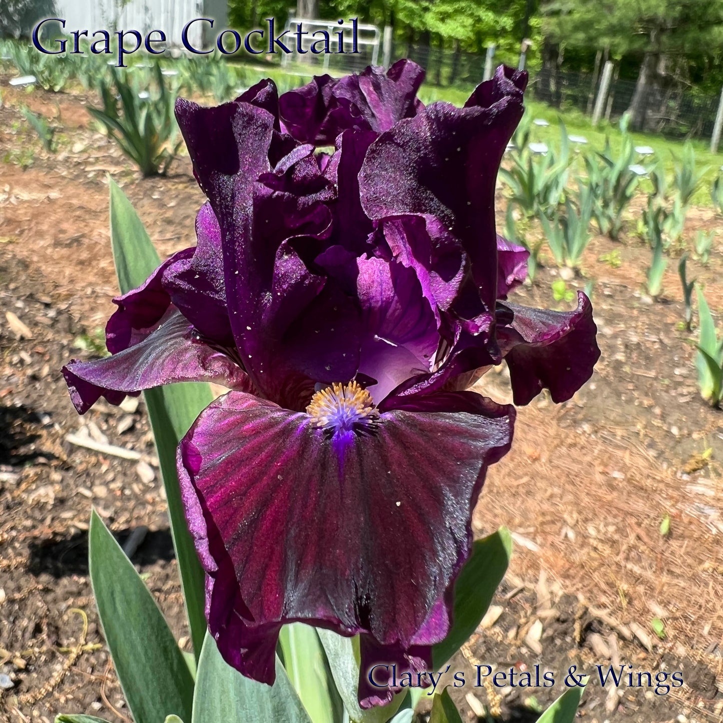 Grape Cocktail - Standard Dwarf Bearded Iris - fragrant