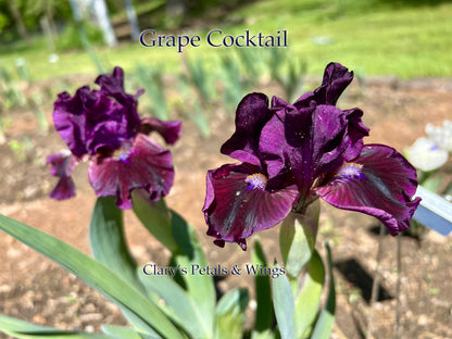 Grape Cocktail - Standard Dwarf Bearded Iris - fragrant