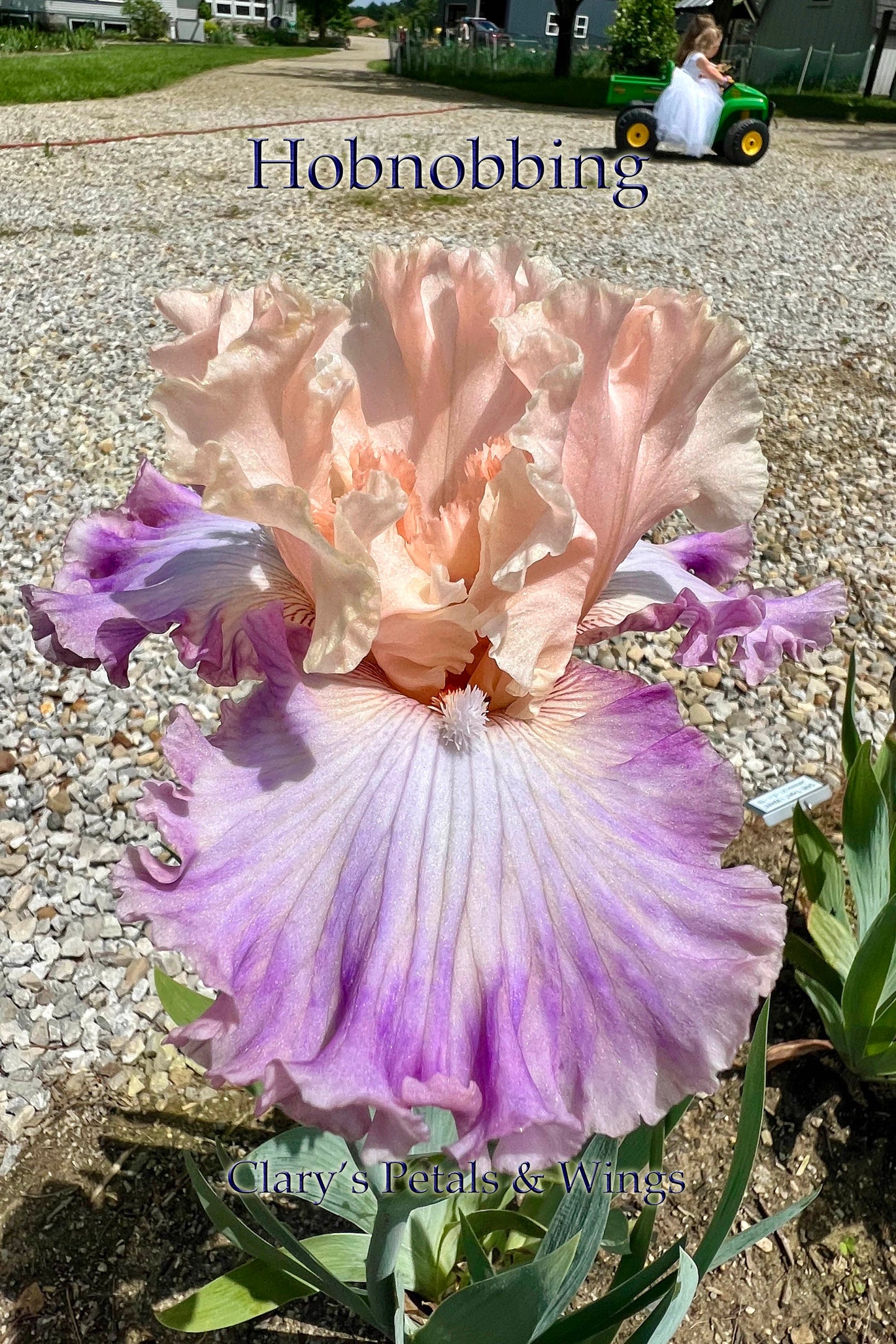 HOBNOBBING - 2021  Tall Bearded Iris