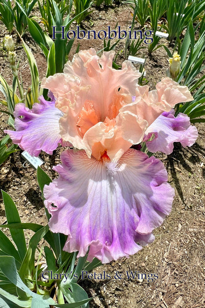 HOBNOBBING - 2021  Tall Bearded Iris