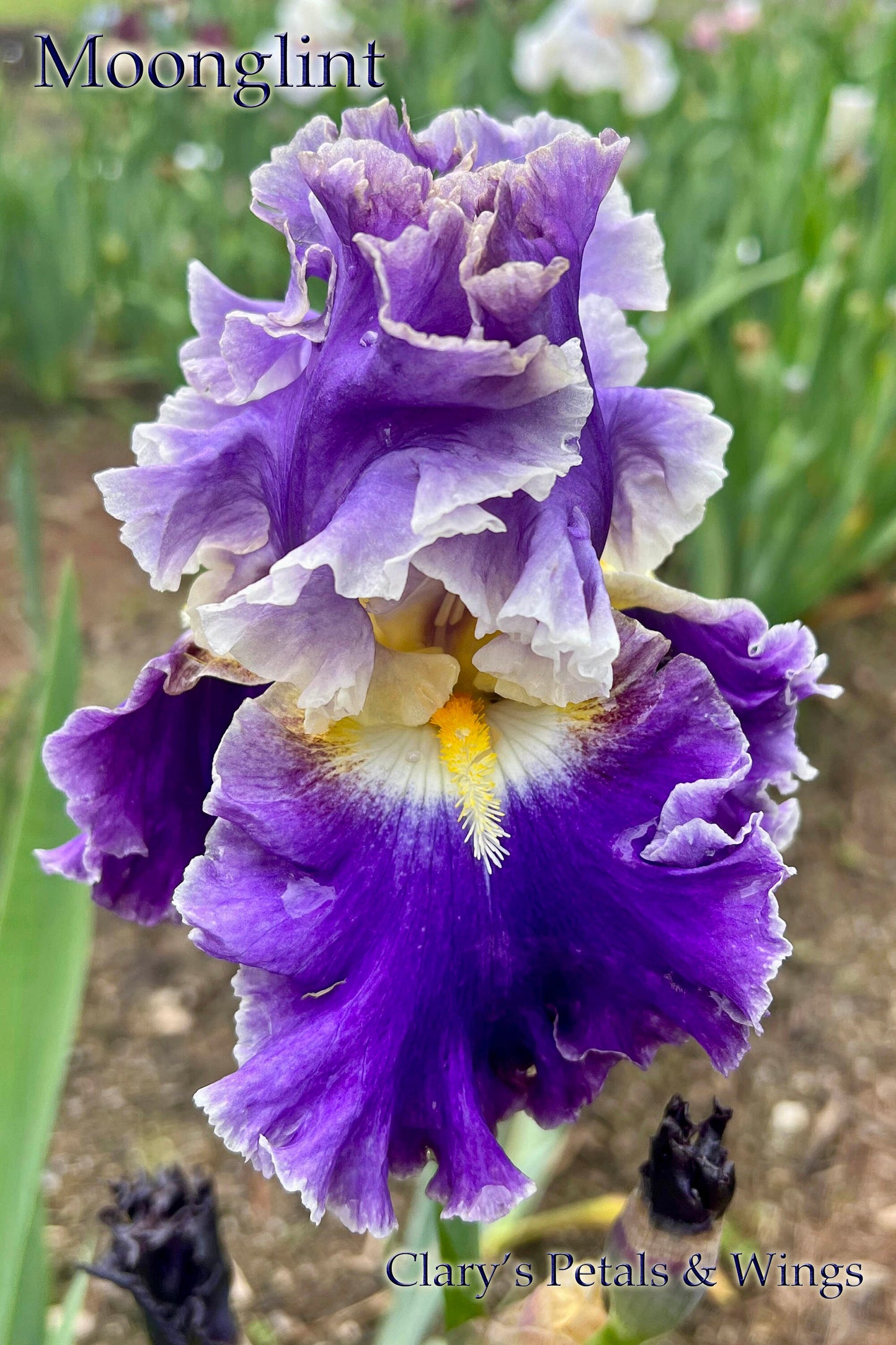 Moonglint - 2020 Tall Bearded Iris