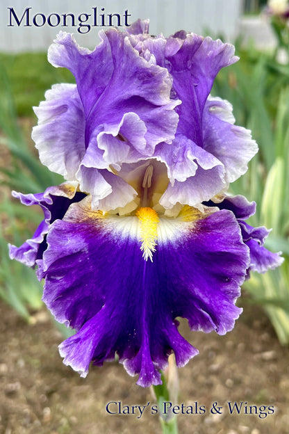 Moonglint - 2020 Tall Bearded Iris