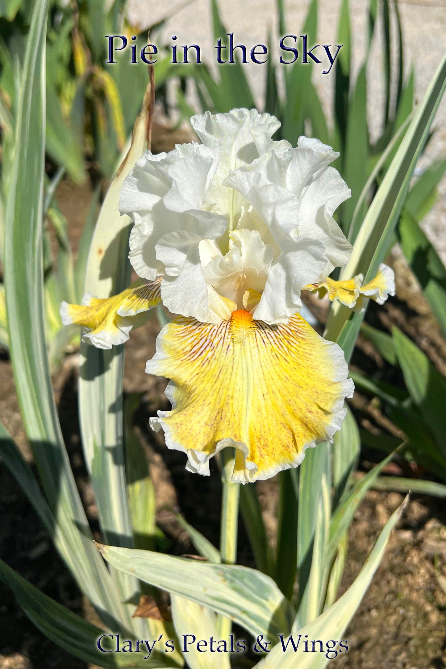 Pie in the Sky - Variegated foliage - 2021 Tall Bearded Iris