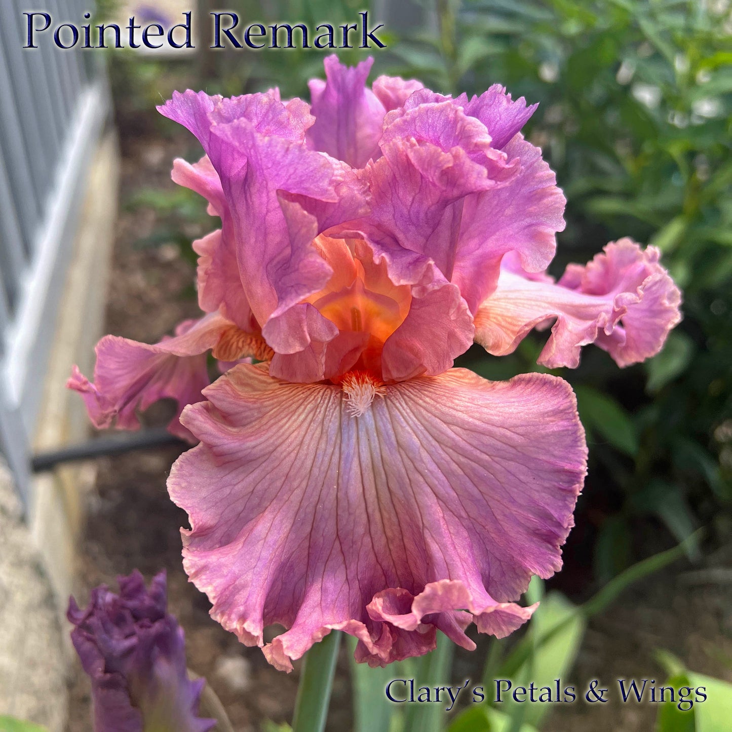 POINTED REMARK - 2021 Tall Bearded Iris - Space Age & Fragrant