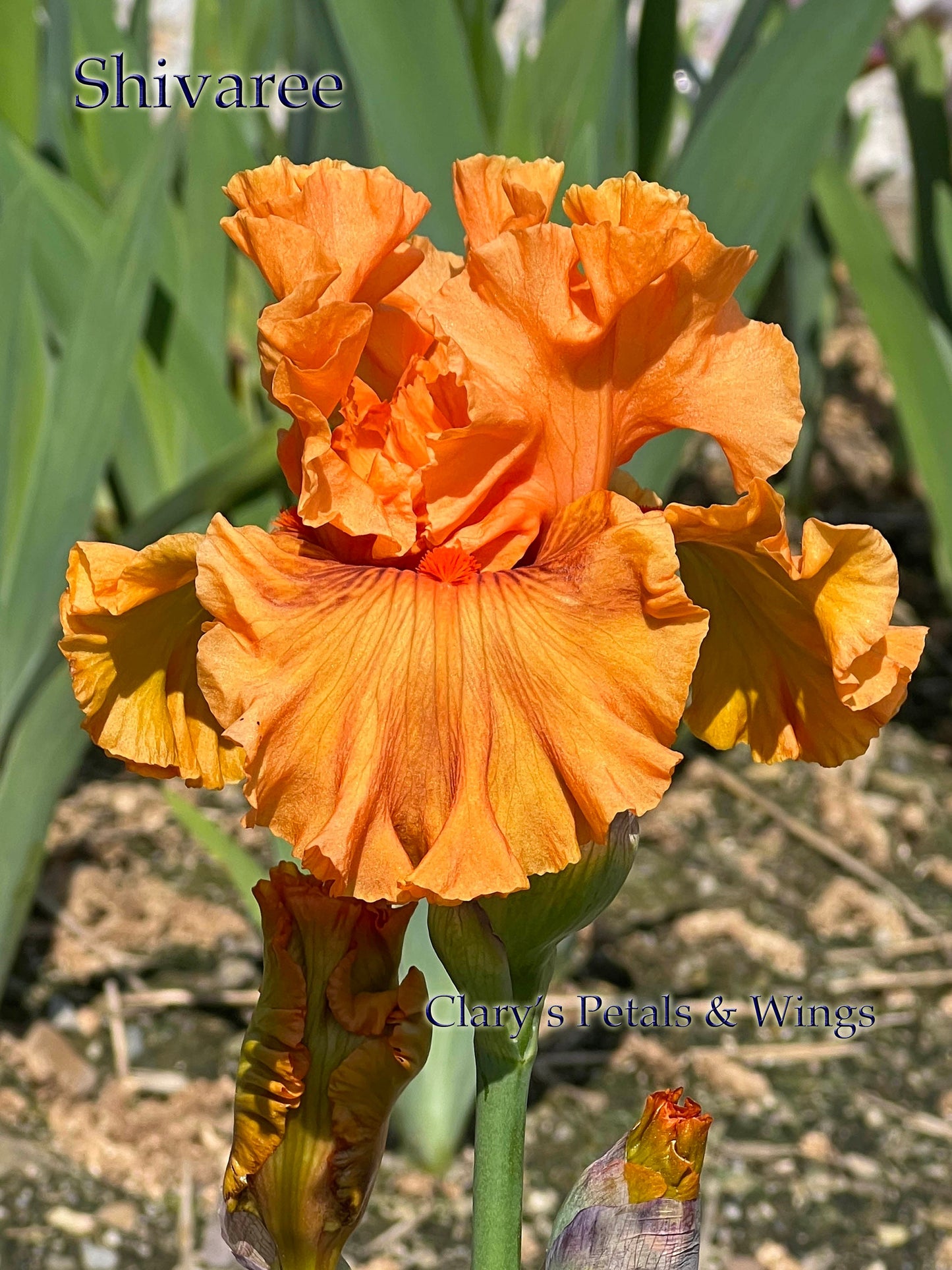 SHIVAREE - 2015  Tall Bearded Iris