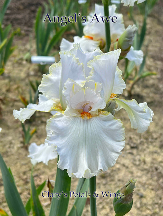 ANGEL'S AWE - 2008 - TB