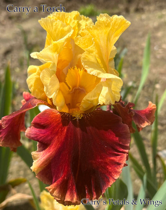 CARRY A TORCH - 2012 - TB - Fragrant