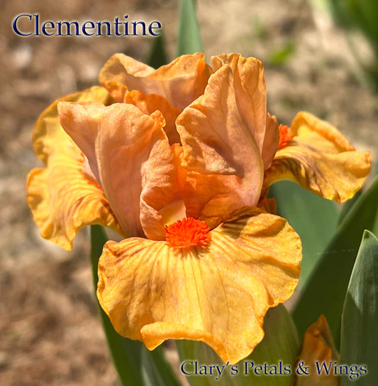 Clementine - Standard Dwarf Bearded Iris