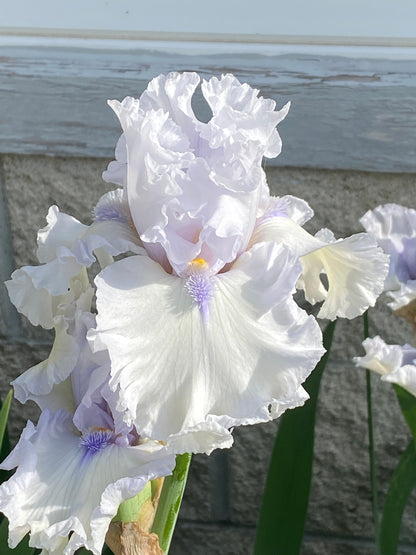 ARCTIC CHILL - 2020  Tall Bearded Iris