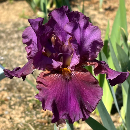 REPETITION - 2013  Reblooming Tall Bearded Iris