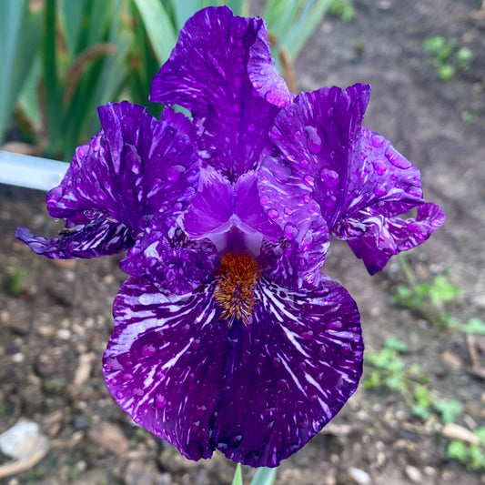 VIOLET TIGER - 1993 - TB