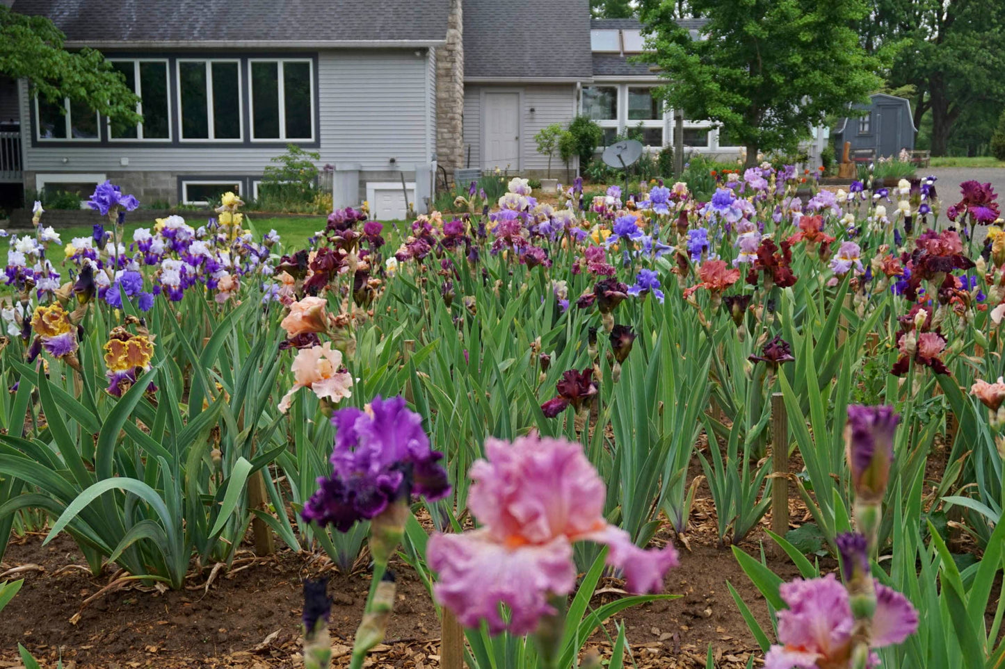 INSANIAC - 2012 Tall Bearded Iris - Ruffled fragrant Award Winner