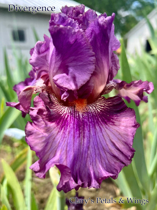 DIVERGENCE - Tall Bearded Iris - Fragrant