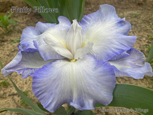 FLUFFY PILLOWS - 2008 - TB