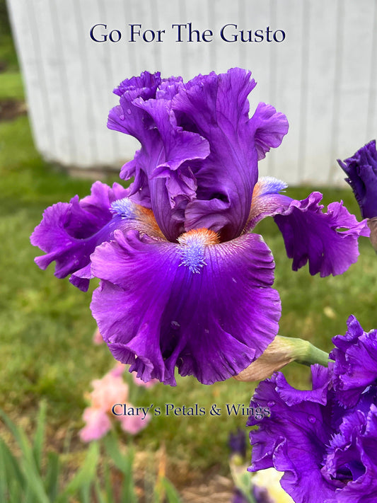 GO FOR THE GUSTO-2017-TB-Fragrant