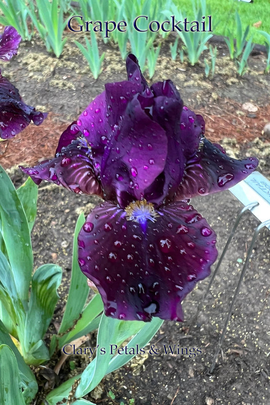 Grape Cocktail - Standard Dwarf Bearded Iris - fragrant