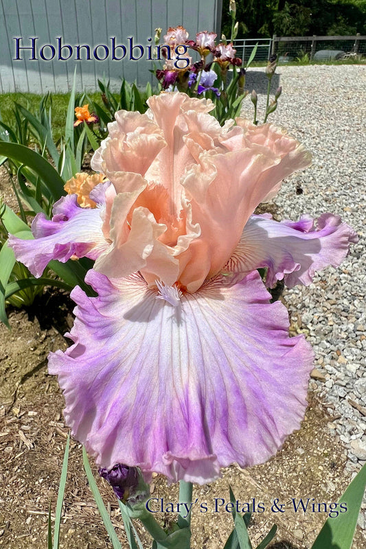 HOBNOBBING - 2021  Tall Bearded Iris