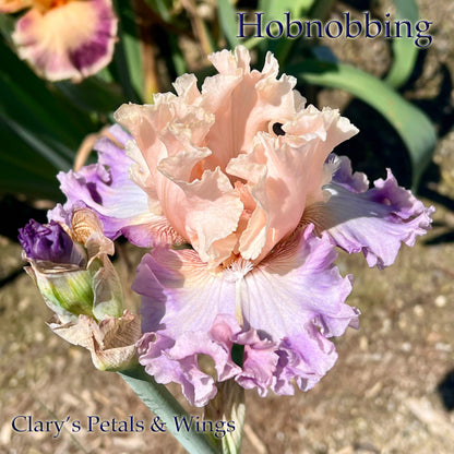 HOBNOBBING - 2021  Tall Bearded Iris